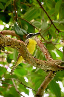 Boat-billed flycatcher - closeup, Santa María, Colombia  Boat-billed flycatcher,Boyacá,Colombia,Megarynchus pitangua,Santa María,South America,World