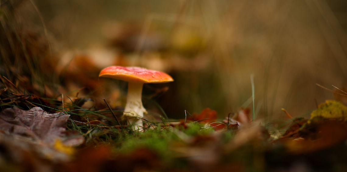 Fly agaric, Heeswijk-Dinther forest, Netherlands Species is somewhat of a guess, I admit. <br />
Note that this is my first ISO64 image on here. Amanita muscaria,Autumn,Europe,Fall,Fly agaric,Heeswijk-Dinther,Netherlands,World