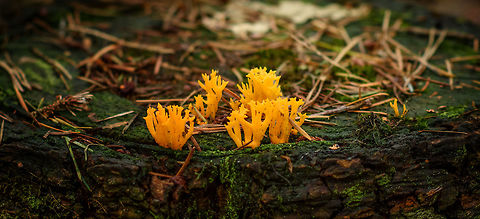 Yellow stagshorn cluster, Heeswijk-Dinther forest, Netherlands Growing on the stump of a pine tree. I did not have my macro lens with me, so I had to crop significantly. 
They look like coral fungi (the dutch name "Kleverig koraalzwammetje" even names it so), yet is not related to them. Autumn,Calocera viscosa,Europe,Fall,Heeswijk-Dinther,Netherlands,World,Yellow stagshorn