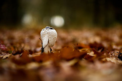 Shaggy ink cap, Heeswijk-Dinther forest, Netherlands Sticking out from a fairly thick layer of fallen leafs. Autumn,Coprinus comatus,Europe,Fall,Heeswijk-Dinther,Netherlands,Shaggy ink cap,World