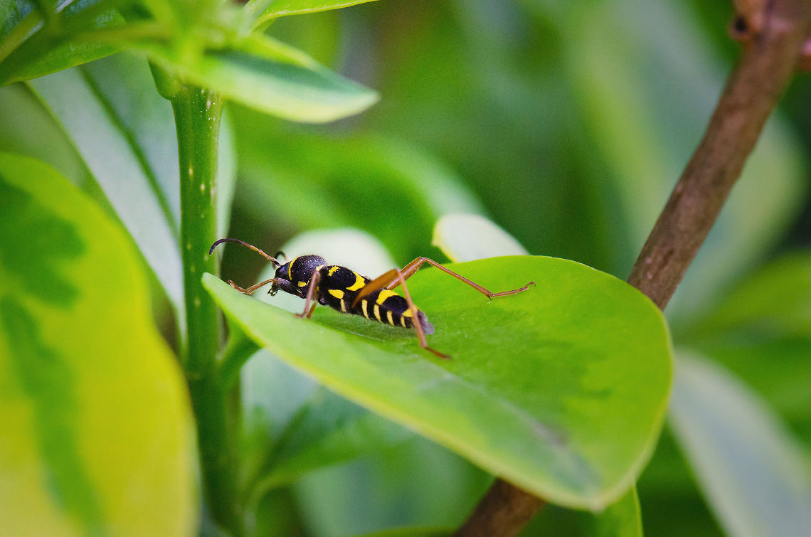 Wasp Beetle, master of deception One of the most fascinating aspects of nature is how ingenious it is in developing survival and defense strategies. Take this wasp beetle for example, found in my garden today. It&#039;s a harmless beetle disguised as a dangerous wasp. It looks like a wasp, moves like a wasp and can even imitate the sound of a wasp. Clytus arietis,Macro