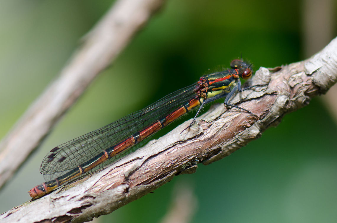 Large Red Damselfly My first damselfly macro of the year. Wait, make that the first one ever. Large Red Damselfly,Oostvaardersplassen,Pyrrhosoma nymphula