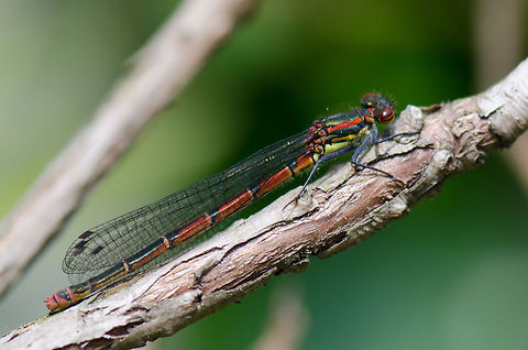 Large Red Damselfly My first damselfly macro of the year. Wait, make that the first one ever. Large Red Damselfly,Oostvaardersplassen,Pyrrhosoma nymphula