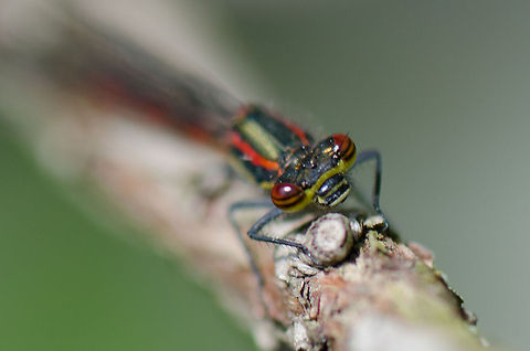 Large Red Damselfly frontal closeup  Large Red Damselfly,Oostvaardersplassen,Pyrrhosoma nymphula