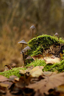Mycena galopus var. nigra, Heeswijk-Dinther forest, Netherlands Correction on initial ID: this is a Mycena galopus var. nigra Autumn,Europe,Fall,Heeswijk-Dinther,Milking bonnet,Mycena galopus,Netherlands,World