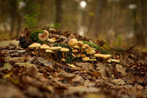 Sulphur tuft, Heeswijk-Dinther forest, Netherlands Very poisonous, do not eat. Can easily be confused with Hypholoma capnoides, which is edible. Autumn,Europe,Fall,Heeswijk-Dinther,Hypholoma fasciculare,Netherlands,Sulphur tuft,World