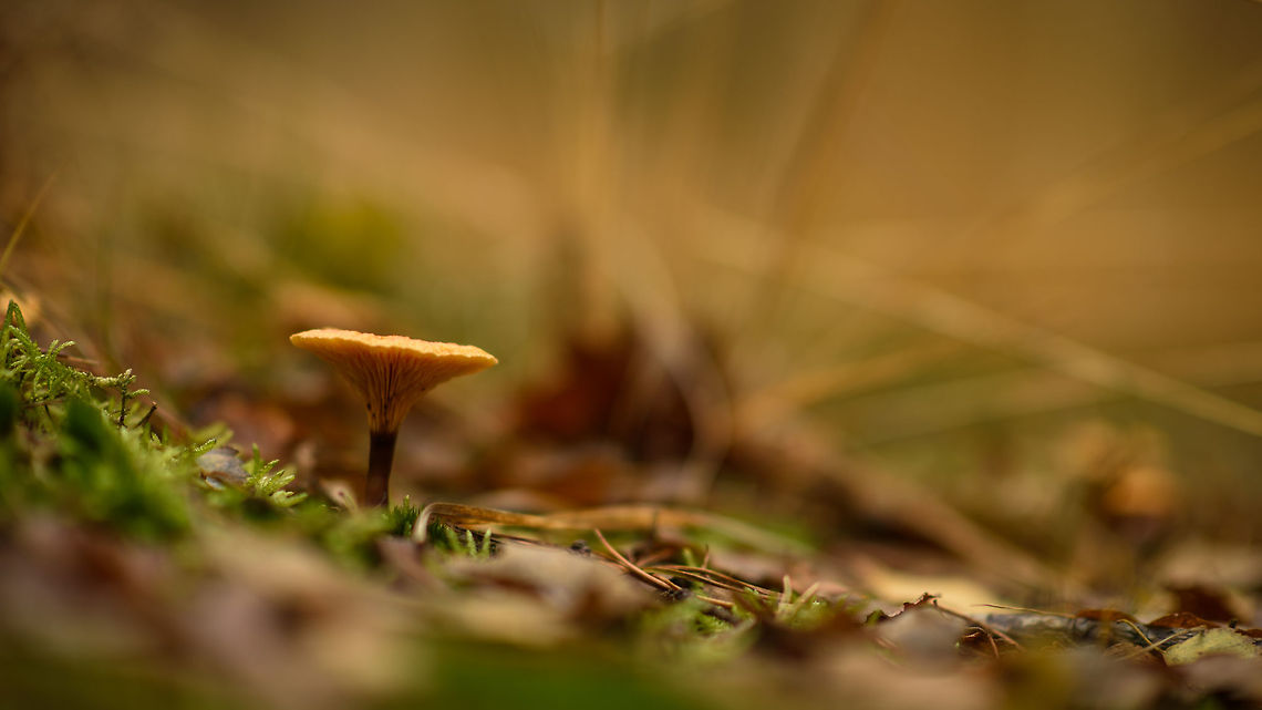 False chanterelle, Heeswijk-Dinther Forest, Netherlands My guess is Lactarius subdulcis, but I&#039;m trying to verify it. Autumn,Europe,Fall,False chanterelle,Heeswijk-Dinther,Hygrophoropsis aurantiaca,Netherlands,World