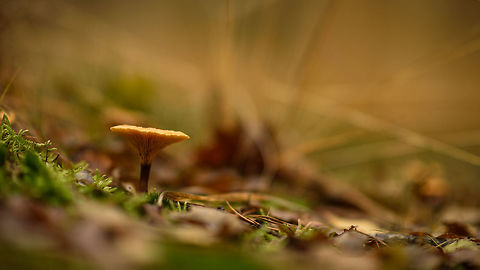 False chanterelle, Heeswijk-Dinther Forest, Netherlands My guess is Lactarius subdulcis, but I'm trying to verify it. Autumn,Europe,Fall,False chanterelle,Heeswijk-Dinther,Hygrophoropsis aurantiaca,Netherlands,World