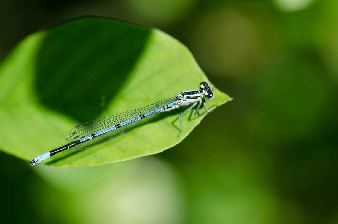 Azure Damselfly This blue Azure Damselfy was heating up in the sun during the first hot weekend of the year in Slabroek, the Netherlands. Azure Damselfly,Coenagrion puella,Geotagged,Slabroek,The Netherlands