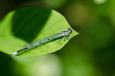 Azure Damselfly This blue Azure Damselfy was heating up in the sun during the first hot weekend of the year in Slabroek, the Netherlands. Azure Damselfly,Coenagrion puella,Geotagged,Slabroek,The Netherlands