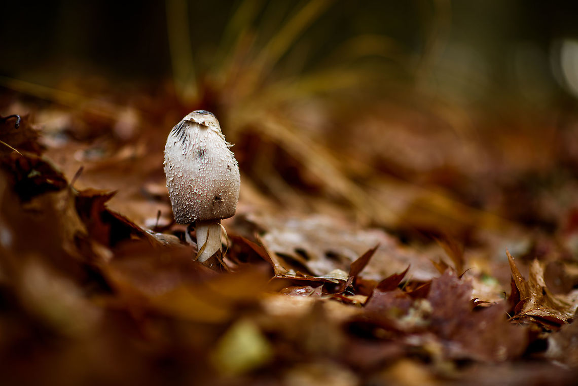 Shaggy ink cap - II, Heeswijk-Dinther forest, Netherlands Neighbour next door:<br />
<figure class="photo"><a href="https://www.jungledragon.com/image/46661/shaggy_ink_cap_heeswijk-dinther_forest_netherlands.html" title="Shaggy ink cap, Heeswijk-Dinther forest, Netherlands"><img src="https://s3.amazonaws.com/media.jungledragon.com/images/2/46661_thumb.jpg?AWSAccessKeyId=05GMT0V3GWVNE7GGM1R2&Expires=1769040010&Signature=e%2F4pa3ZDtHNHb0iwmwKdYdnJP%2FE%3D" width="200" height="134" alt="Shaggy ink cap, Heeswijk-Dinther forest, Netherlands Sticking out from a fairly thick layer of fallen leafs. Autumn,Coprinus comatus,Europe,Fall,Heeswijk-Dinther,Netherlands,Shaggy ink cap,World" /></a></figure> Autumn,Coprinus comatus,Europe,Fall,Heeswijk-Dinther,Netherlands,Shaggy ink cap,World