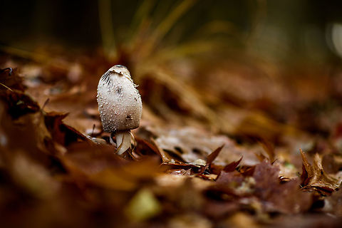 Shaggy ink cap - II, Heeswijk-Dinther forest, Netherlands Neighbour next door:
https://www.jungledragon.com/image/46661/shaggy_ink_cap_heeswijk-dinther_forest_netherlands.html Autumn,Coprinus comatus,Europe,Fall,Heeswijk-Dinther,Netherlands,Shaggy ink cap,World
