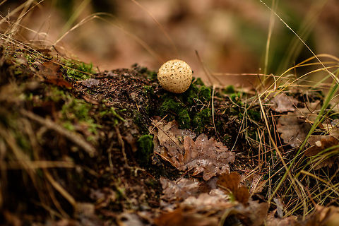 Common Earthball, Heeswijk-Dinther Forest, Netherlands Small one, usually they are a lot bigger. Autumn,Common Earthball,Europe,Fall,Geotagged,Heeswijk-Dinther,Netherlands,Scleroderma citrinum,World