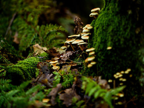 Sulphur tuft - II, Heeswijk-Dinther forest, Netherlands One of the most common fungi in the Netherlands. Grows on groups and seemingly on anything. Autumn,Europe,Fall,Geotagged,Heeswijk-Dinther,Hypholoma fasciculare,Netherlands,Sulphur tuft,World