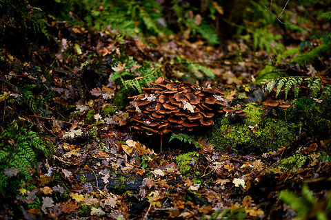 Honey fungus, Heeswijk-Dinther forest, Netherlands Large, wavy cap that is honey brown, growing in groups of both dead and live wood.  Armillaria mellea,Autumn,Europe,Fall,Geotagged,Heeswijk-Dinther,Netherlands,World