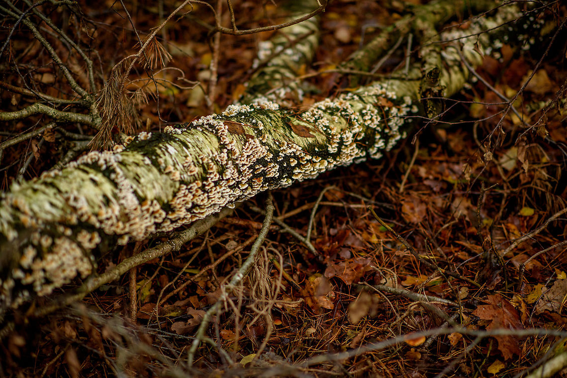 Plicaturopsis crispa, Heeswijk-Dinther, Netherlands No stem, growing in large groups on dead wood. Autumn,Europe,Fall,Heeswijk-Dinther,Netherlands,Plicaturopsis crispa,World