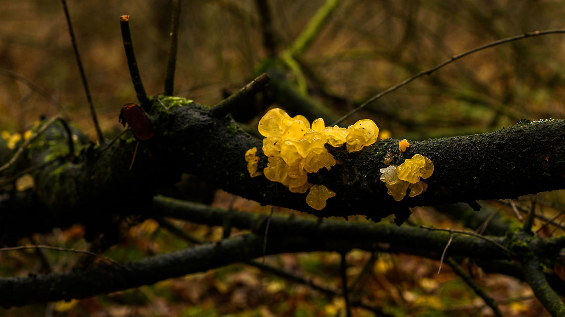 Tremella mesenterica, Heeswijk-Dinther forest, Netherlands  Autumn,Europe,Fall,Geotagged,Heeswijk-Dinther,Netherlands,Tremella mesenterica,World