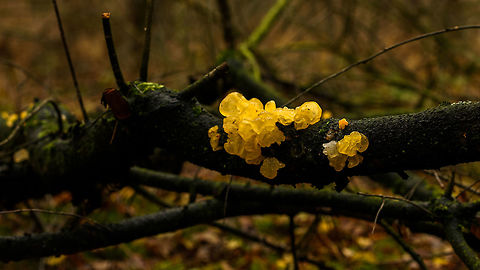 Tremella mesenterica, Heeswijk-Dinther forest, Netherlands  Autumn,Europe,Fall,Geotagged,Heeswijk-Dinther,Netherlands,Tremella mesenterica,World