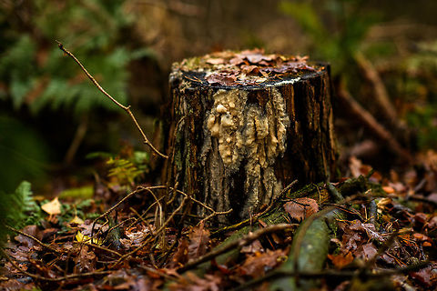 Wrinkled crust fungi, Heeswijk-Dinther  Autumn,Europe,Fall,Geotagged,Heeswijk-Dinther,Netherlands,Phlebia radiata,World,Wrinkled crust