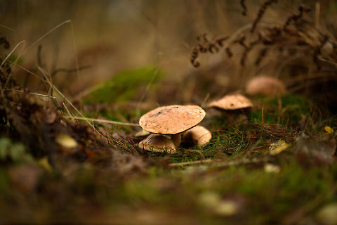 Jersey cow mushroom, Heeswijk-Dinther forest, Netherlands  Autumn,Europe,Fall,Heeswijk-Dinther,Jersey cow mushroom,Netherlands,Suillus bovinus,World