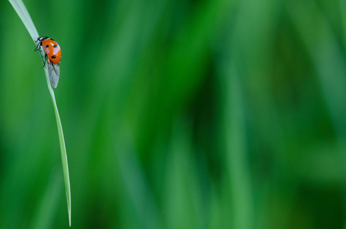Balance Artist  7-spot Ladybird,Coccinella septempunctata,Geotagged,Ladybird,Ladybug,Slabroek,The Netherlands