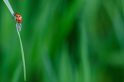 Balance Artist  7-spot Ladybird,Coccinella septempunctata,Geotagged,Ladybird,Ladybug,Slabroek,The Netherlands