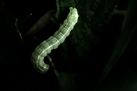 Clouded Drab caterpillar Found in the grass in the Slabroek forest, the Netherlands. Geotagged,Orthosia incerta,Slabroek,The Netherlands