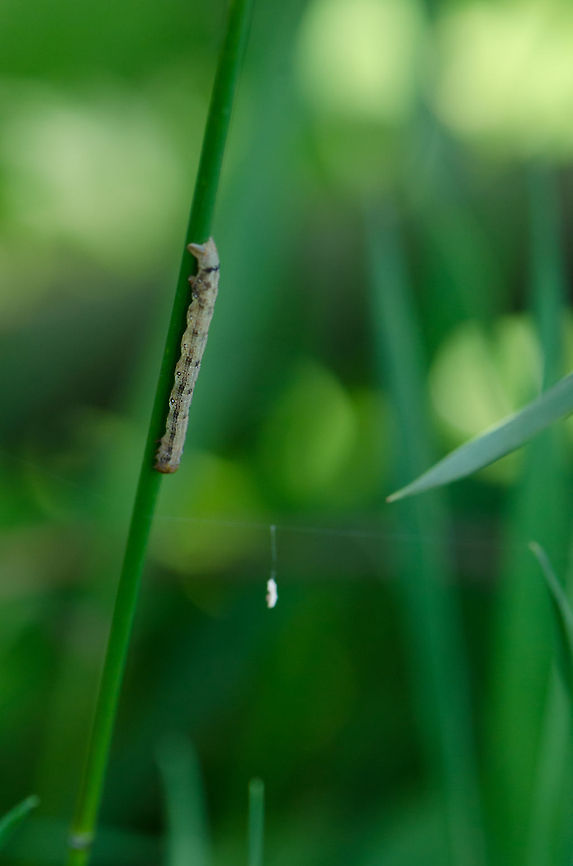 Forest traveller  Alcis repandata,Geotagged,Mottled Beauty,Slabroek,The Netherlands