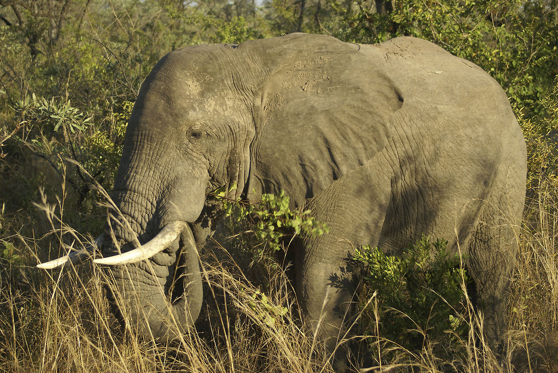 African Elephant Side view of an adult African Elephant in the bushes of Kruger National Park. African Bush Elephant,African Elephant,Elephant,Kruger,Loxodonta africana,Proboscidea,South Africa
