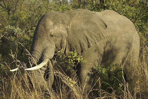 African Elephant Side view of an adult African Elephant in the bushes of Kruger National Park. African Bush Elephant,African Elephant,Elephant,Kruger,Loxodonta africana,Proboscidea,South Africa