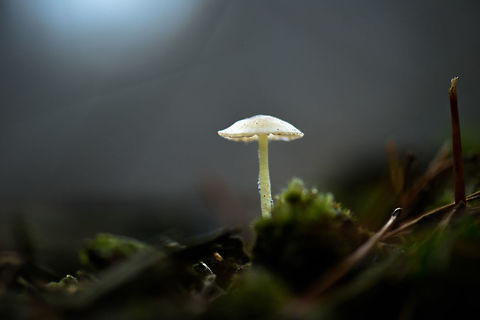 Mycena epipterygia, Berghem, Netherlands Possibly Mycena, not sure. White cap, greenish stem. Berghem,Europe,Fall,Geotagged,Maashorst,Mycena epipterygia,Netherlands,World