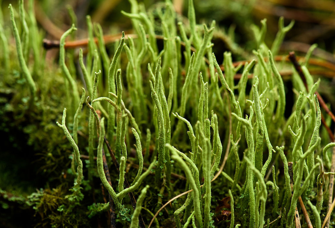 "Forest" of Common Powderhorn, Berghem, Netherlands  Berghem,Cladonia coniocraea,Common Powderhorn,Europe,Fall,Geotagged,Maashorst,Netherlands,World