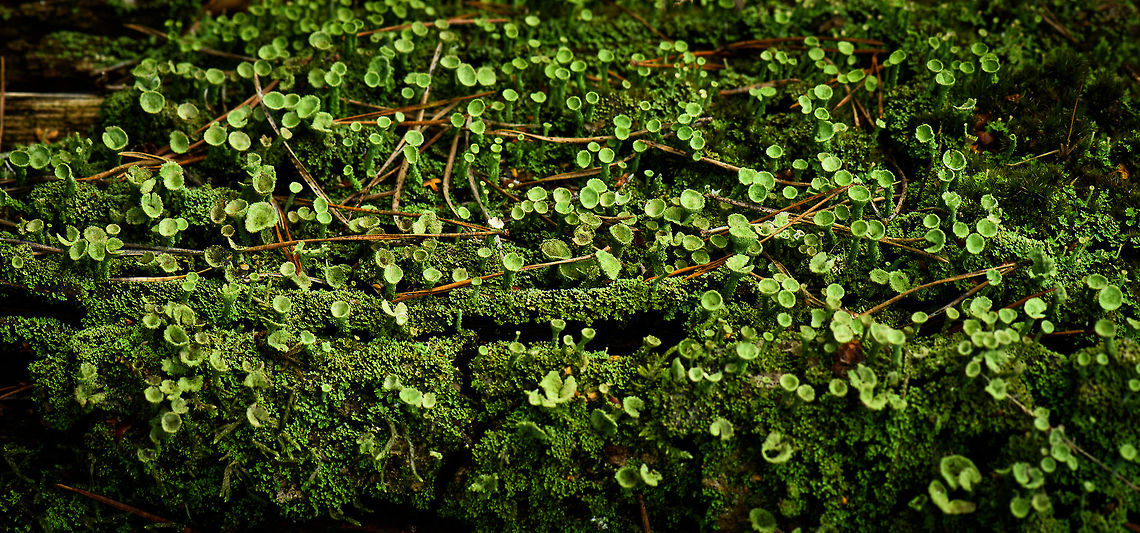 "City" of Cladonia fimbriata, Berghem, Netherlands  Berghem,Cladonia fimbriata,Europe,Fall,Geotagged,Maashorst,Netherlands,World