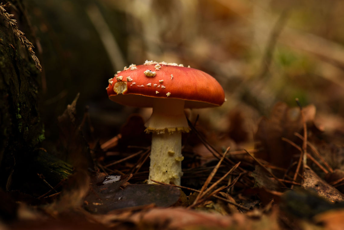 Fly Agaric, Berghem, Netherlands This specimen shows that the famous white dots on this species are not part of the texture of the cap, instead they are remains of the protective cover that was developed underground. A bit of rain will easily wash them away.  Amanita muscaria,Berghem,Europe,Fall,Fly agaric,Geotagged,Maashorst,Netherlands,World