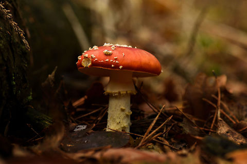 Fly Agaric, Berghem, Netherlands This specimen shows that the famous white dots on this species are not part of the texture of the cap, instead they are remains of the protective cover that was developed underground. A bit of rain will easily wash them away.  Amanita muscaria,Berghem,Europe,Fall,Fly agaric,Geotagged,Maashorst,Netherlands,World