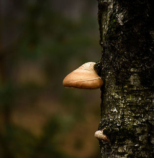 Berch killer, Berghem, Netherlands Berch killer is a translation of the dutch name for this species: berkendoder. This species grows on both dead and live wood, and on live wood may kill the tree as a whole. Berghem,Birch polypore,Europe,Fall,Fomitopsis betulina,Geotagged,Maashorst,Netherlands,Piptoporus betulinus,World