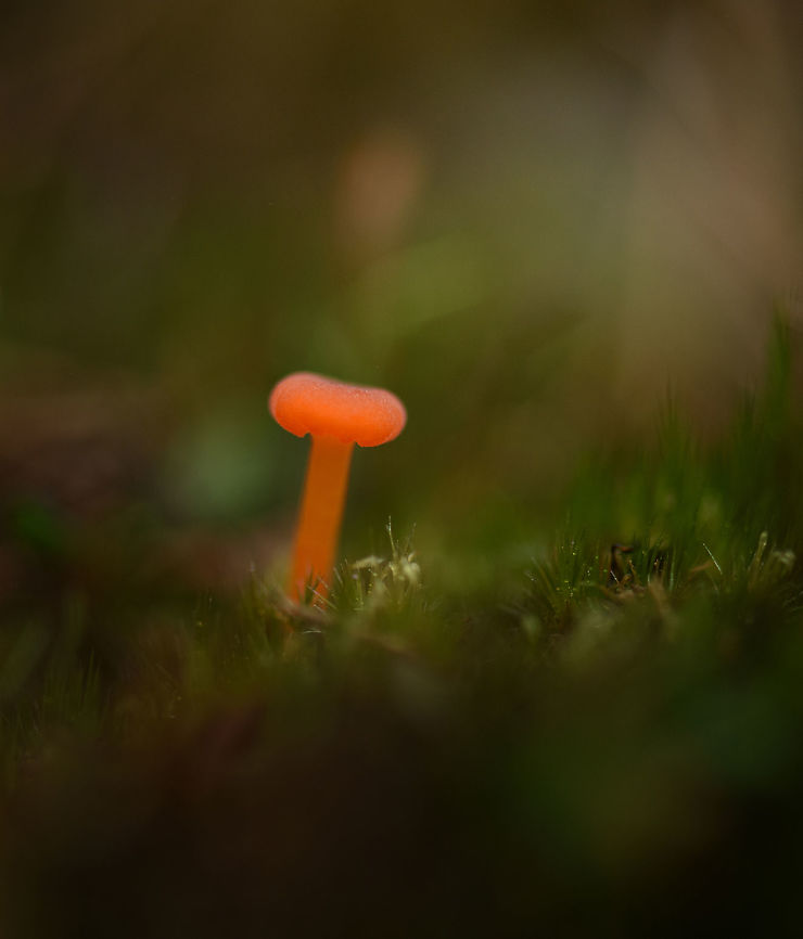 Bright orange fungi, Berghem, Netherlands Same specimen, different angle:<br />
<figure class="photo"><a href="https://www.jungledragon.com/image/46951/bright_orange_fungi_-_ii_berghem_netherlands.html" title="Bright orange fungi - II, Berghem, Netherlands"><img src="https://s3.amazonaws.com/media.jungledragon.com/images/2/46951_thumb.jpg?AWSAccessKeyId=05GMT0V3GWVNE7GGM1R2&Expires=1759968010&Signature=XZyvmys9316OV2vtvhail5OFL7Q%3D" width="200" height="134" alt="Bright orange fungi - II, Berghem, Netherlands Same specimen, closeup:<br />
https://www.jungledragon.com/image/46950/bright_orange_fungi_berghem_netherlands.html<br />
Cannot be reliably identified based on the photo. Suggested species:<br />
Rickenella fibula, Loreleia postii, L. marchiantae, Hygrocybe sp Berghem,Europe,Fall,Geotagged,Maashorst,Netherlands,World" /></a></figure><br />
Cannot be reliably identified based on the photo. Suggested species:<br />
Rickenella fibula, Loreleia postii, L. marchiantae, Hygrocybe sp Berghem,Europe,Fall,Fungi,Geotagged,Maashorst,Netherlands,World