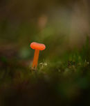 Bright orange fungi, Berghem, Netherlands Same specimen, different angle:<br />
https://www.jungledragon.com/image/46951/bright_orange_fungi_-_ii_berghem_netherlands.html<br />
Cannot be reliably identified based on the photo. Suggested species:<br />
Rickenella fibula, Loreleia postii, L. marchiantae, Hygrocybe sp Berghem,Europe,Fall,Fungi,Geotagged,Maashorst,Netherlands,World