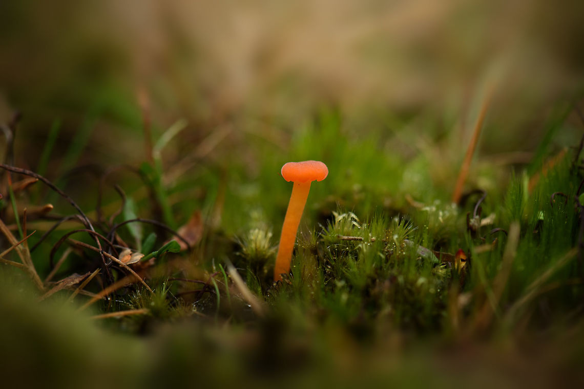 Bright orange fungi - II, Berghem, Netherlands Same specimen, closeup:<br />
<figure class="photo"><a href="https://www.jungledragon.com/image/46950/bright_orange_fungi_berghem_netherlands.html" title="Bright orange fungi, Berghem, Netherlands"><img src="https://s3.amazonaws.com/media.jungledragon.com/images/2/46950_thumb.jpg?AWSAccessKeyId=05GMT0V3GWVNE7GGM1R2&Expires=1763596810&Signature=GWYeGD16UeM4fRJegoRqnAvpJNA%3D" width="130" height="152" alt="Bright orange fungi, Berghem, Netherlands Same specimen, different angle:<br />
https://www.jungledragon.com/image/46951/bright_orange_fungi_-_ii_berghem_netherlands.html<br />
Cannot be reliably identified based on the photo. Suggested species:<br />
Rickenella fibula, Loreleia postii, L. marchiantae, Hygrocybe sp Berghem,Europe,Fall,Fungi,Geotagged,Maashorst,Netherlands,World" /></a></figure><br />
Cannot be reliably identified based on the photo. Suggested species:<br />
Rickenella fibula, Loreleia postii, L. marchiantae, Hygrocybe sp Berghem,Europe,Fall,Geotagged,Maashorst,Netherlands,World