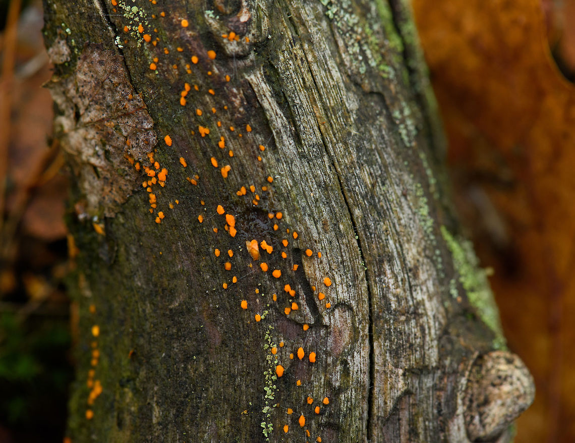 Common Jellyspot, Berghem, Netherlands Growing on dead wood. Berghem,Common Jellyspot,Dacrymyces stillatus,Europe,Fall,Geotagged,Maashorst,Netherlands,World