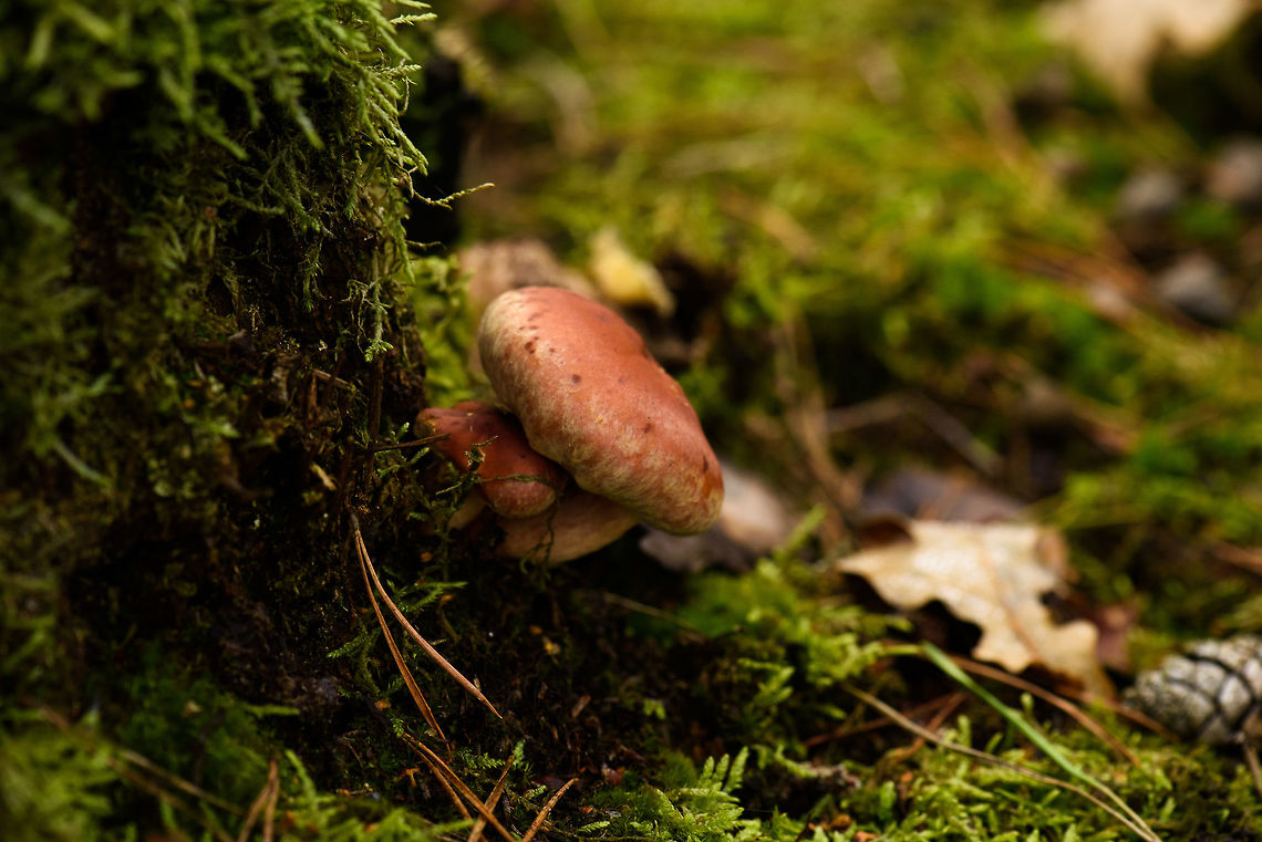Brick cap, Berghem, Netherlands  Berghem,Europe,Fall,Geotagged,Hypholoma lateritium,Maashorst,Netherlands,World