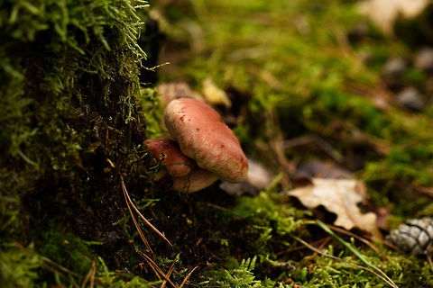 Brick cap, Berghem, Netherlands  Berghem,Europe,Fall,Geotagged,Hypholoma lateritium,Maashorst,Netherlands,World