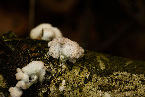Schizophyllum commune, Berghem, Netherlands  Berghem,Europe,Fall,Geotagged,Maashorst,Netherlands,Schizophyllum commune,World