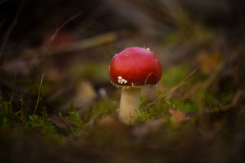 Fly Agaric, Berghem, Netherlands - II  Amanita muscaria,Berghem,Europe,Fall,Fly agaric,Geotagged,Maashorst,Netherlands,World