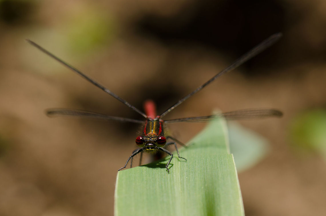 Large Red Damselfly star Front view of two large red damselflies mating. They are quite abundant this time of year, especially near water. Geotagged,Large Red Damselfly,Macro,Pyrrhosoma nymphula,Slabroek,The Netherlands
