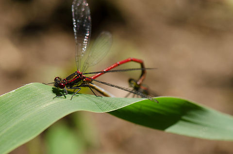 Large Red Damselflies mating Two large red damselflies mating on one of the first hot days of 2012 in Slabroek, a forest in the Netherlands. Geotagged,Large Red Damselfly,Macro,Pyrrhosoma nymphula,Slabroek,The Netherlands