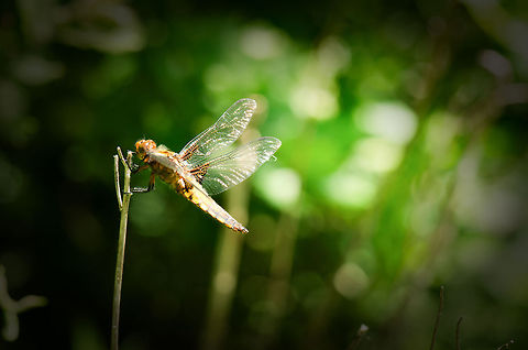 Broad-bodied Chaser, immature male - side view This is quite a large Dragonfly, that is easy to spot due to its size, which casts a shadow on the ground. I actually find them to be quite intimidating when they fly straight at you, but luckily this one eventually rested for a few seconds, which have me the opportunity to capture it whilst the sun created a nice exposure on its wings.  Broad-bodied chaser,Geotagged,Libellula depressa,Macro,Slabroek,The Netherlands