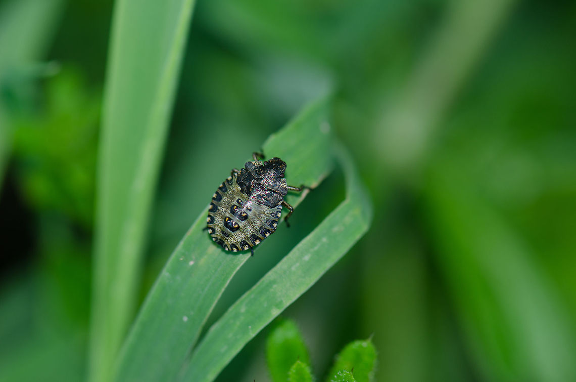 Forest Bug  Forest bug,Geotagged,Pentatoma rufipes,Slabroek,The Netherlands