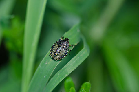 Forest Bug  Forest bug,Geotagged,Pentatoma rufipes,Slabroek,The Netherlands