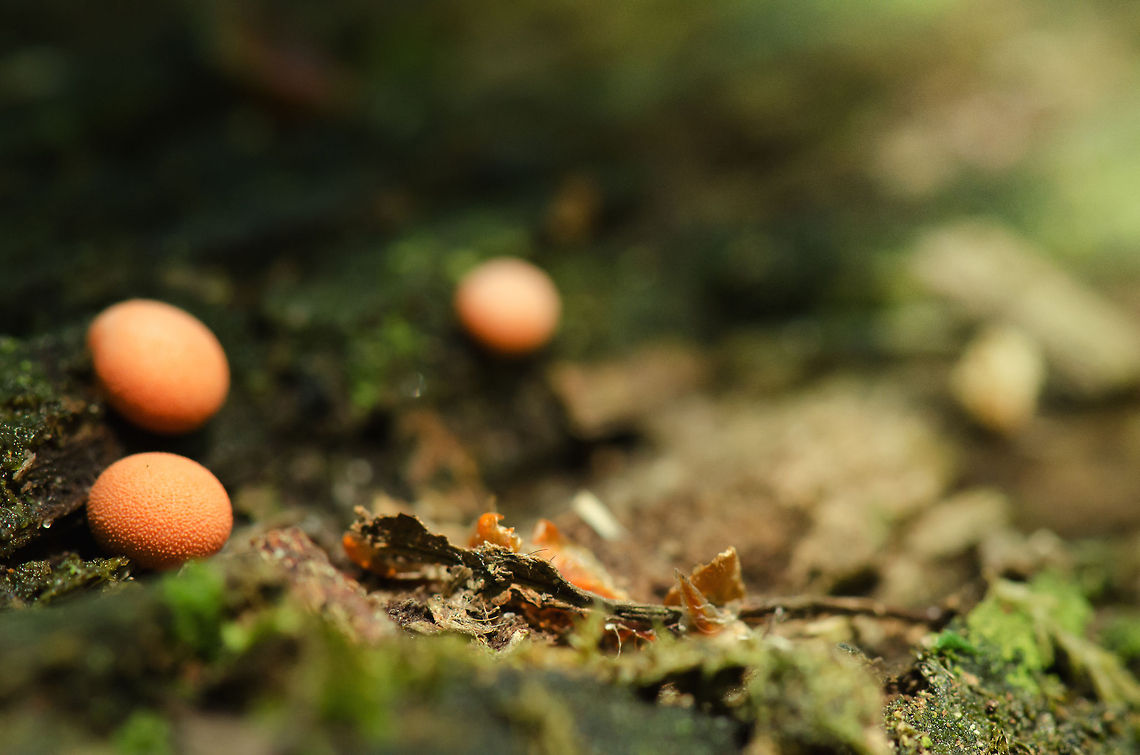 Wolf's Milk in Slabroek, the Netherlands Found these little round fungi attached to a rotting tree during spring of 2012 in Slabroek, the Netherlands. Geotagged,Lycogala epidendrum,Slabroek,The Netherlands